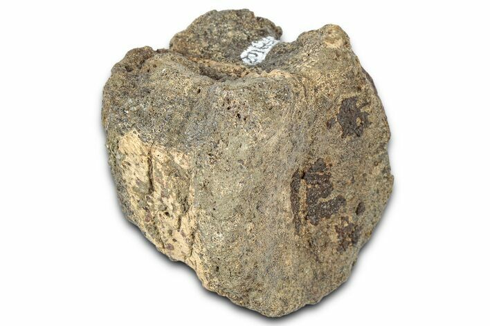 Hadrosaur (Edmontosaurus) Caudal Vertebra Centrum - Montana #331270